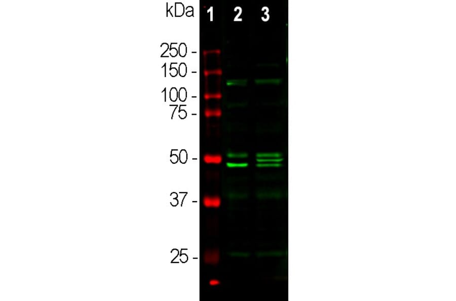 Western Blot - Anti-NeuN Antibody (A85403) - Antibodies.com