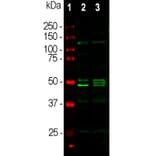 Western Blot - Anti-NeuN Antibody (A85403) - Antibodies.com