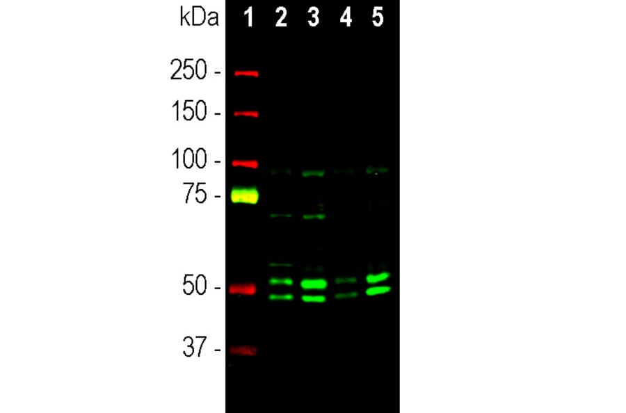 Western Blot - Anti-NeuN Antibody (A85403) - Antibodies.com