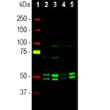 Western Blot - Anti-NeuN Antibody (A85403) - Antibodies.com