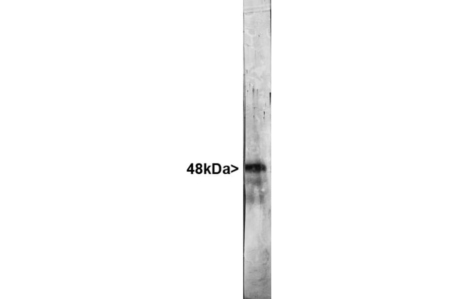 Western Blot - Anti-NeuN Antibody (A85403) - Antibodies.com