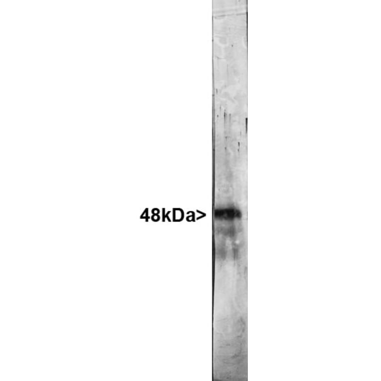 Western Blot - Anti-NeuN Antibody (A85403) - Antibodies.com