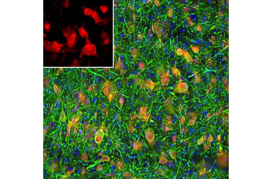 Immunofluorescence - Anti-NeuN Antibody (A85403) - Antibodies.com