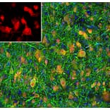 Immunofluorescence - Anti-NeuN Antibody (A85403) - Antibodies.com