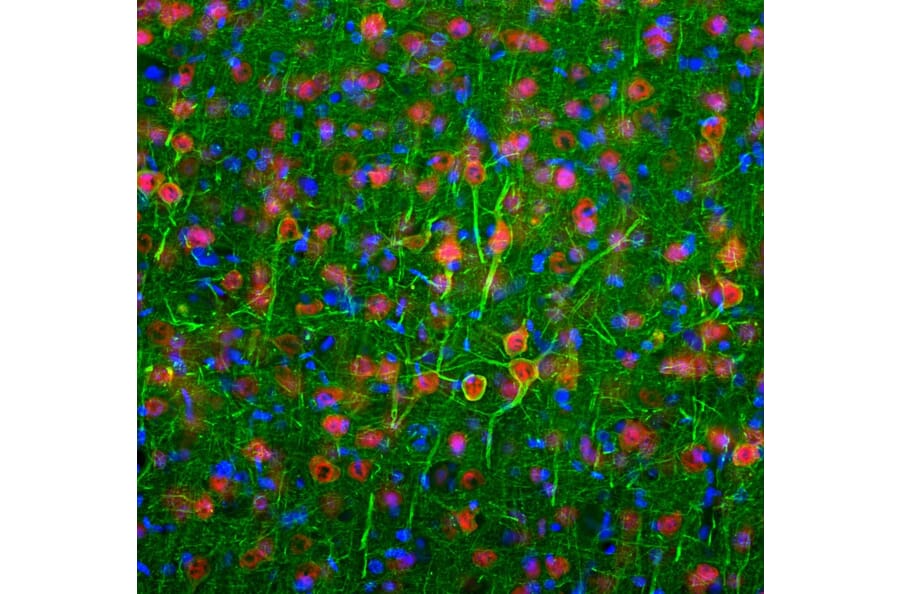 Immunofluorescence - Anti-NeuN Antibody (A85403) - Antibodies.com