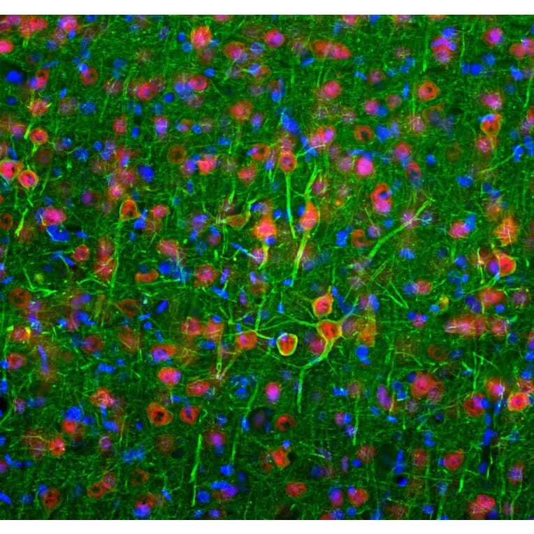 Immunofluorescence - Anti-NeuN Antibody (A85403) - Antibodies.com