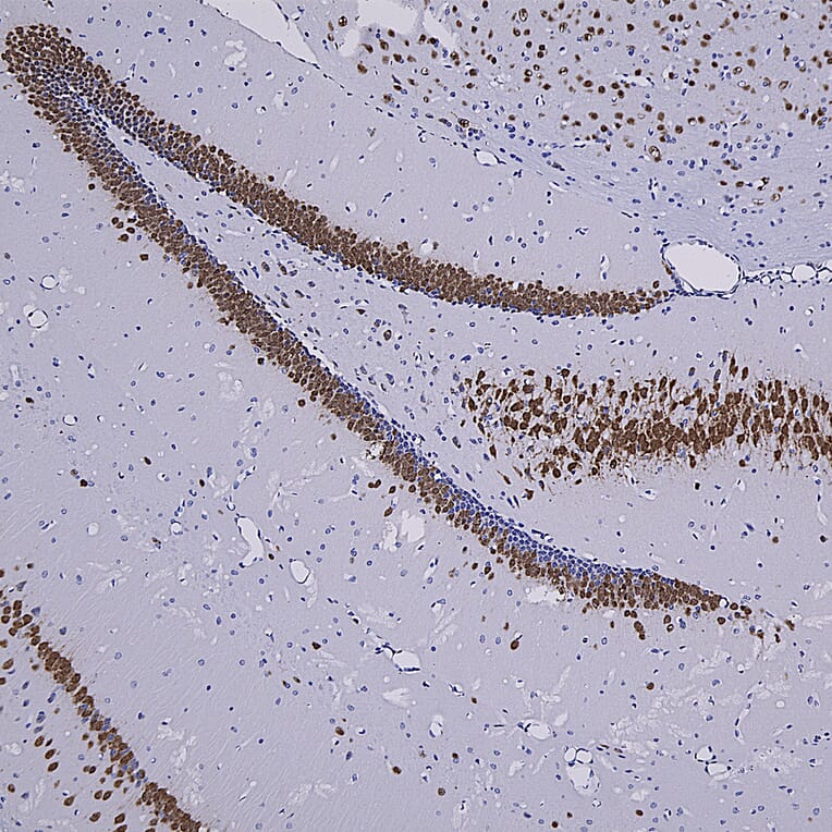 Immunohistochemistry - Anti-NeuN Antibody (A85403) - Antibodies.com
