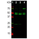 Western Blot - Anti-NeuN Antibody [1B7] (A85405) - Antibodies.com