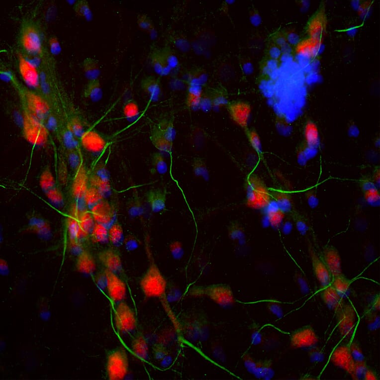 Immunofluorescence - Anti-NeuN Antibody [1B7] (A85405) - Antibodies.com