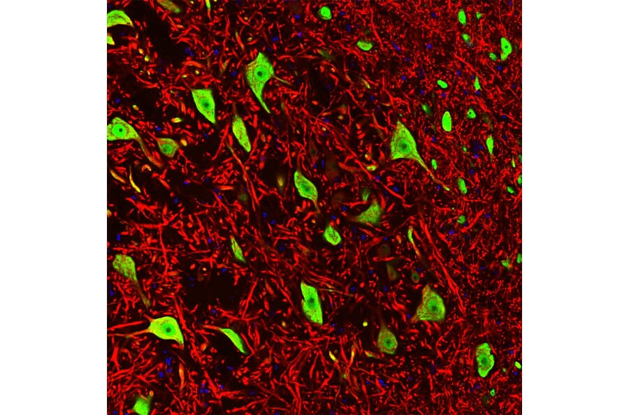 Immunofluorescence - Anti-NeuN Antibody [1B7] (A85405) - Antibodies.com