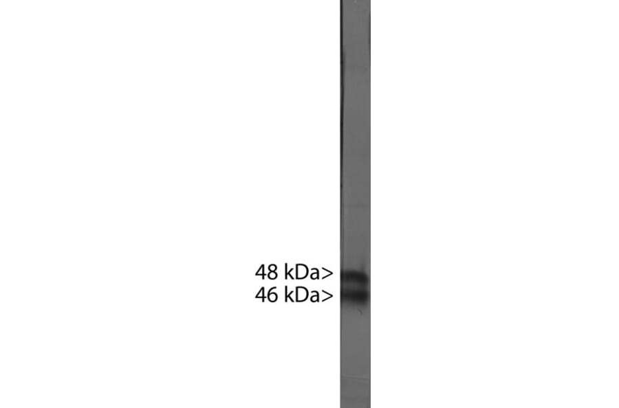 Western Blot - Anti-NeuN Antibody [1B7] (A85405) - Antibodies.com