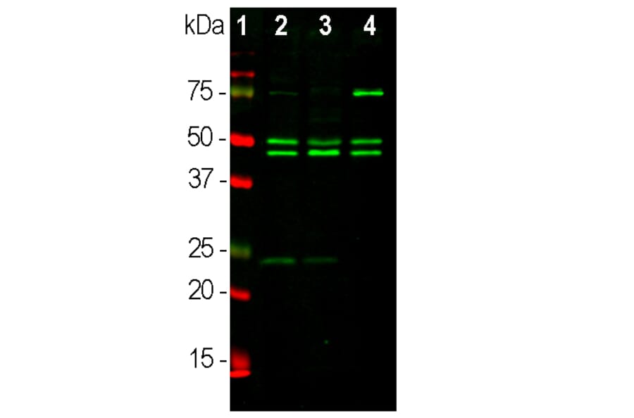 Western Blot - Anti-NeuN Antibody [1B7] (A85405) - Antibodies.com