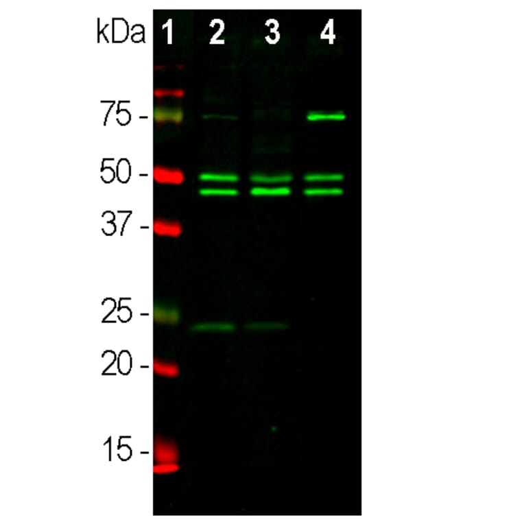 Western Blot - Anti-NeuN Antibody [1B7] (A85405) - Antibodies.com