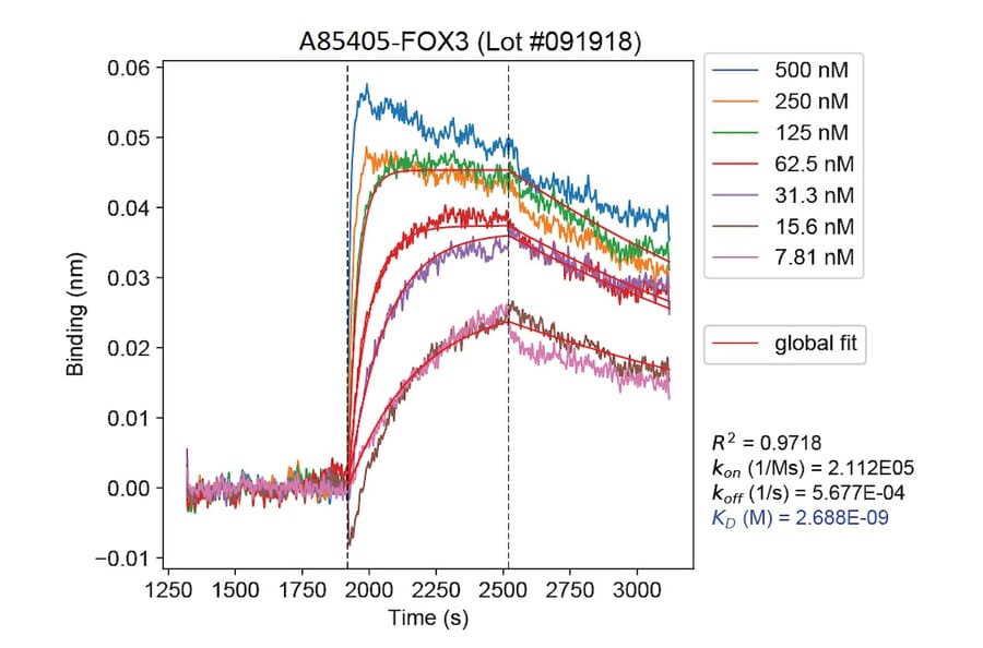 Binding curve - Anti-NeuN Antibody [1B7] (A85405) - Antibodies.com