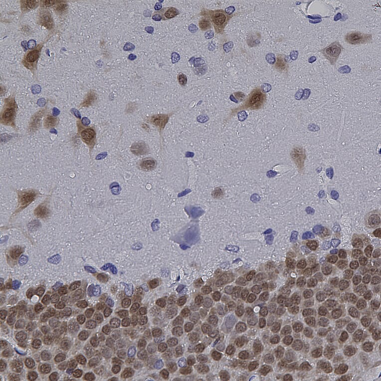 Immunohistochemistry - Anti-NeuN Antibody [1B7] (A85405) - Antibodies.com