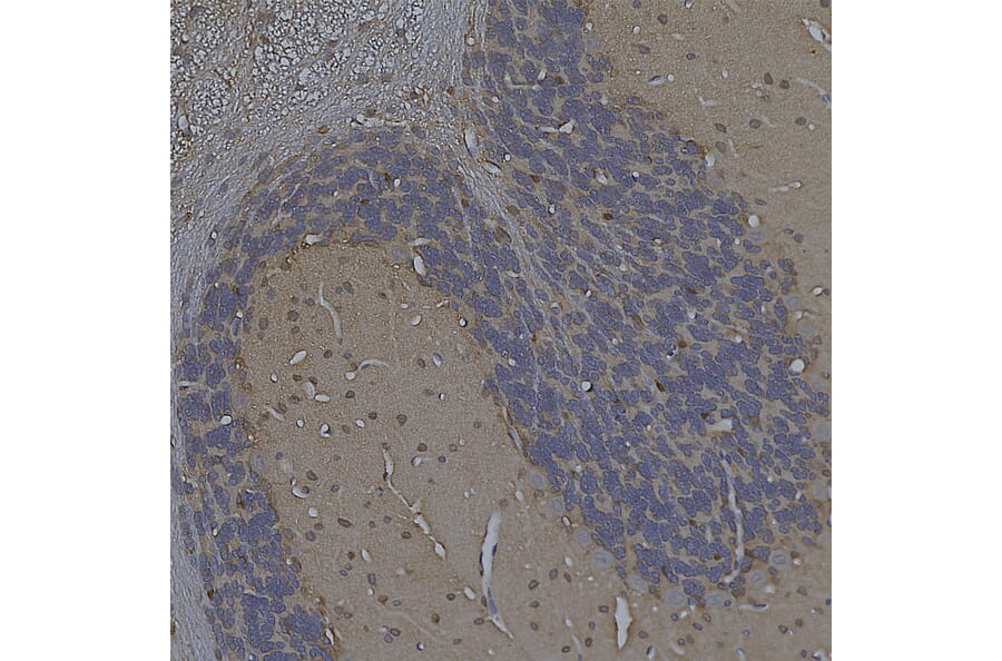 Immunohistochemistry - Anti-Enolase 1 Antibody [253] (A85406) - Antibodies.com