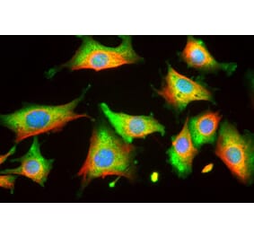 Immunofluorescence - Anti-Enolase 1 Antibody (A85406) - Antibodies.com