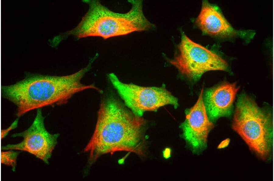 Immunofluorescence - Anti-Enolase 1 Antibody [253] (A85406) - Antibodies.com