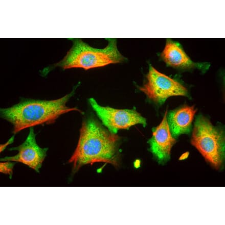 Immunofluorescence - Anti-Enolase 1 Antibody (A85406) - Antibodies.com