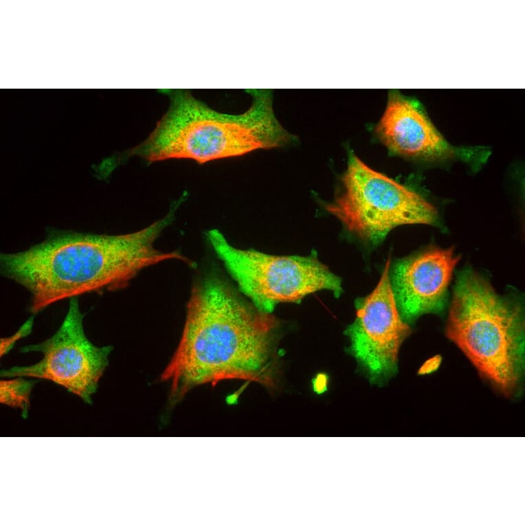 Immunofluorescence - Anti-Enolase 1 Antibody [253] (A85406) - Antibodies.com