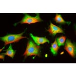 Immunofluorescence - Anti-Enolase 1 Antibody [253] (A85406) - Antibodies.com