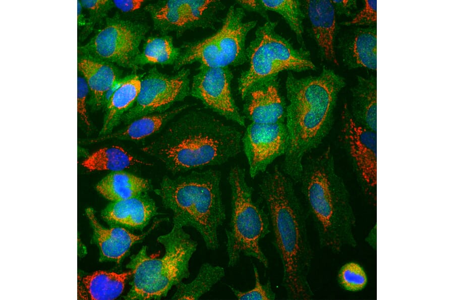 Immunofluorescence - Anti-Enolase 1 Antibody [253] (A85406) - Antibodies.com
