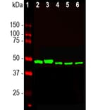 Western Blot - Anti-Enolase 1 Antibody [253] (A85406) - Antibodies.com