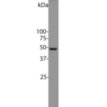 Western Blot - Anti-Enolase 1 Antibody [253] (A85406) - Antibodies.com