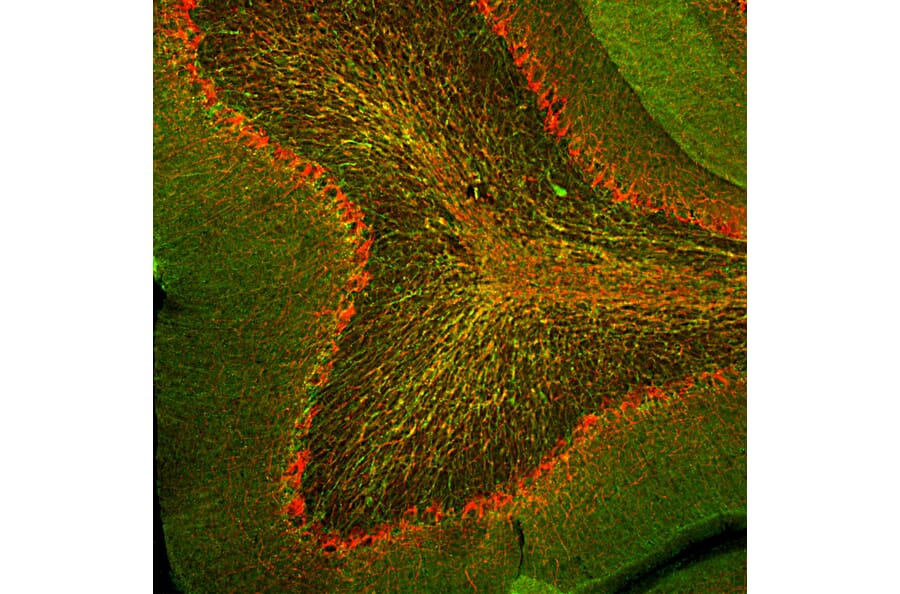 Immunofluorescence - Anti-CNPase Antibody (A85409) - Antibodies.com