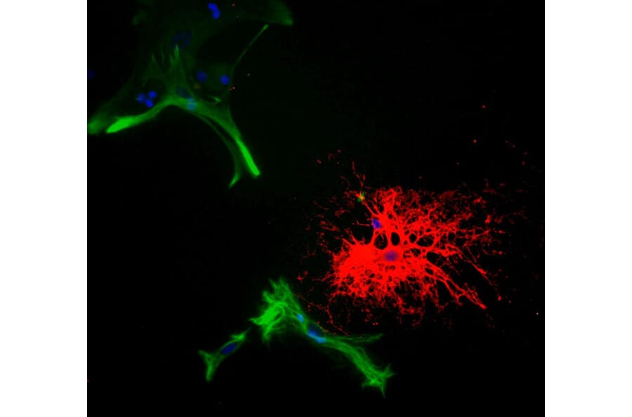 Immunofluorescence - Anti-CNPase Antibody (A85409) - Antibodies.com