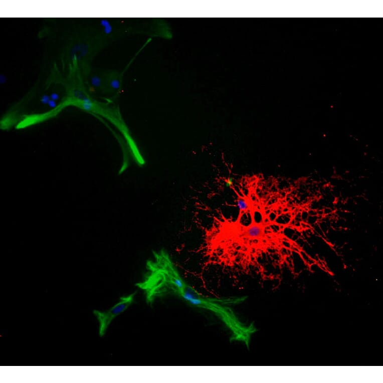 Immunofluorescence - Anti-CNPase Antibody (A85409) - Antibodies.com