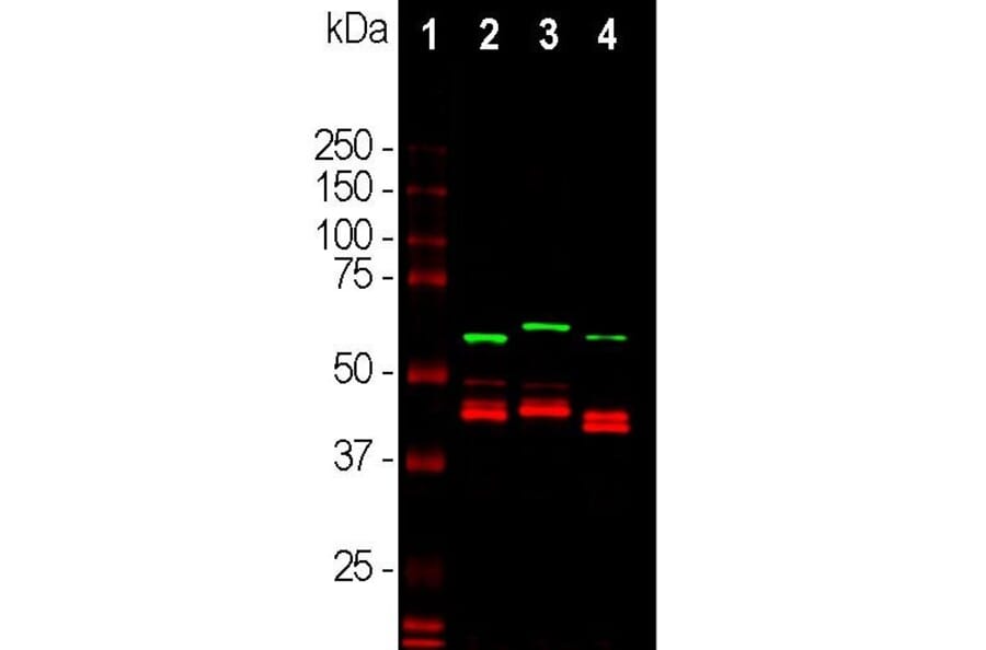 Western Blot - Anti-CNPase Antibody (A85409) - Antibodies.com