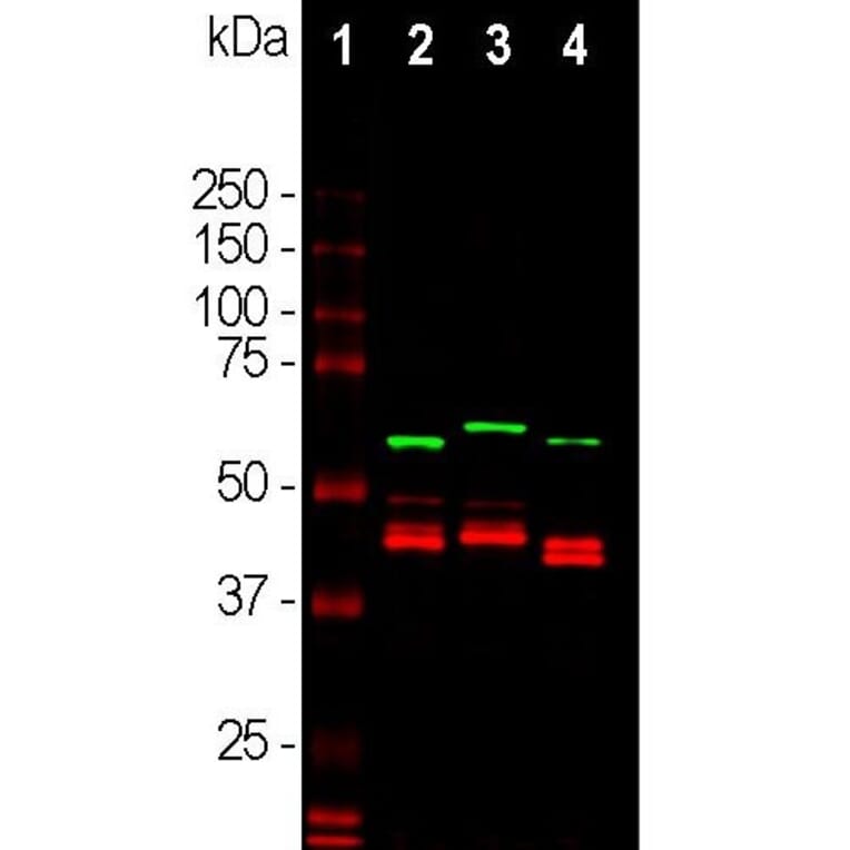 Western Blot - Anti-CNPase Antibody (A85409) - Antibodies.com