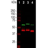 Western Blot - Anti-CNPase Antibody (A85409) - Antibodies.com