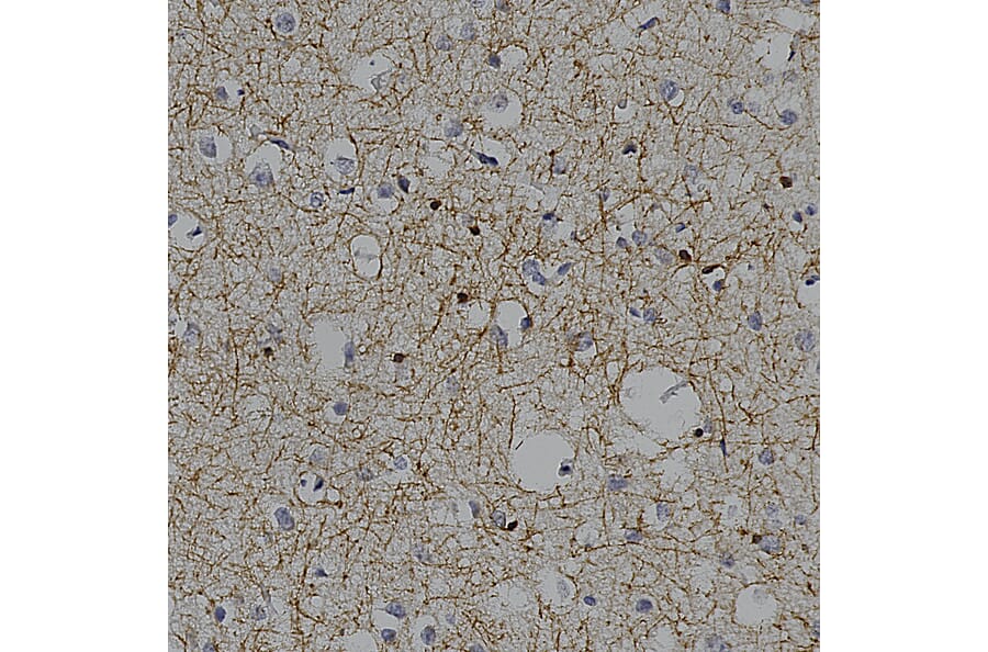 Immunohistochemistry - Anti-CNPase Antibody (A85409) - Antibodies.com