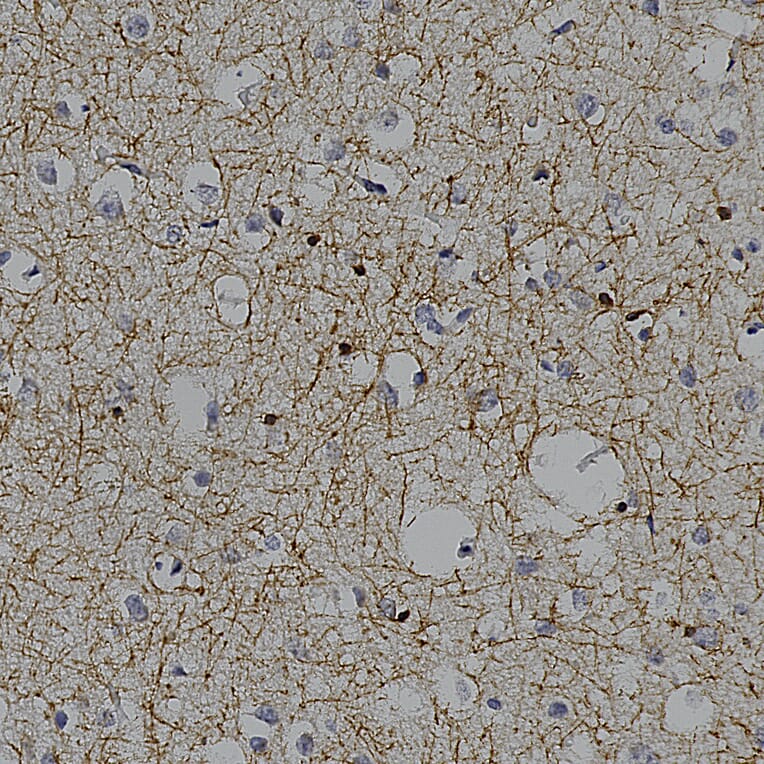 Immunohistochemistry - Anti-CNPase Antibody (A85409) - Antibodies.com