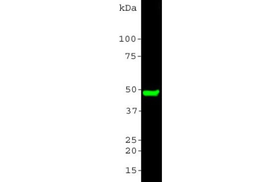 Western Blot - Anti-CNPase Antibody (A85409) - Antibodies.com