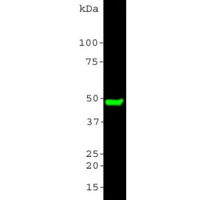 Western Blot - Anti-CNPase Antibody (A85409) - Antibodies.com