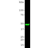 Western Blot - Anti-CNPase Antibody (A85409) - Antibodies.com