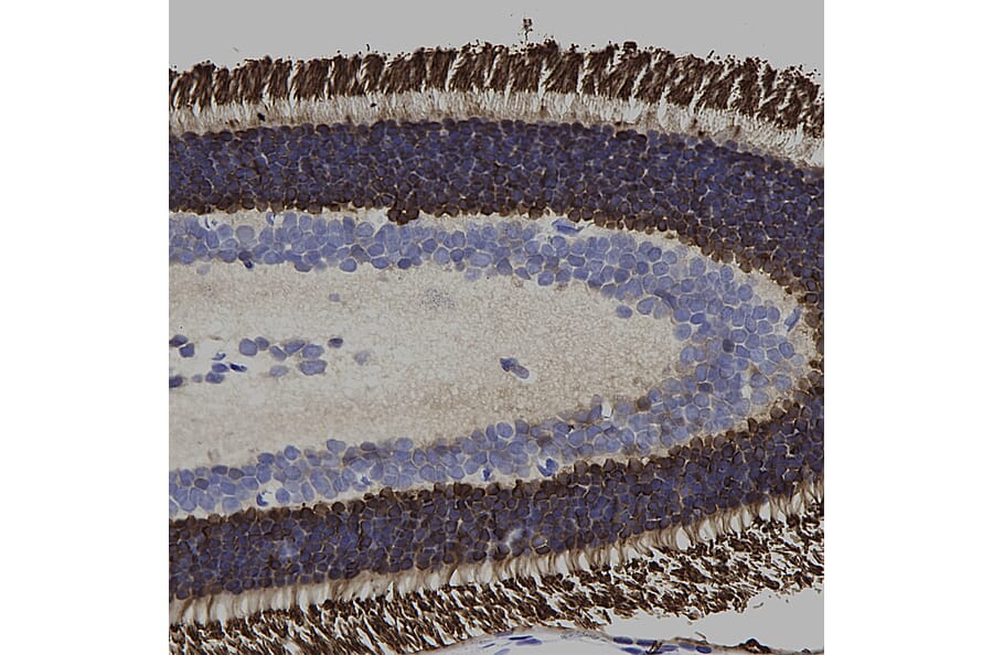 Immunohistochemistry - Anti-Arrestin 1 Antibody [S128] (A85410) - Antibodies.com
