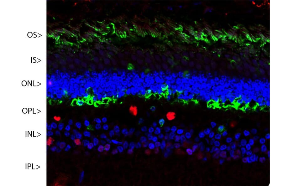 Immunofluorescence - Anti-Arrestin 1 Antibody [S128] (A85410) - Antibodies.com