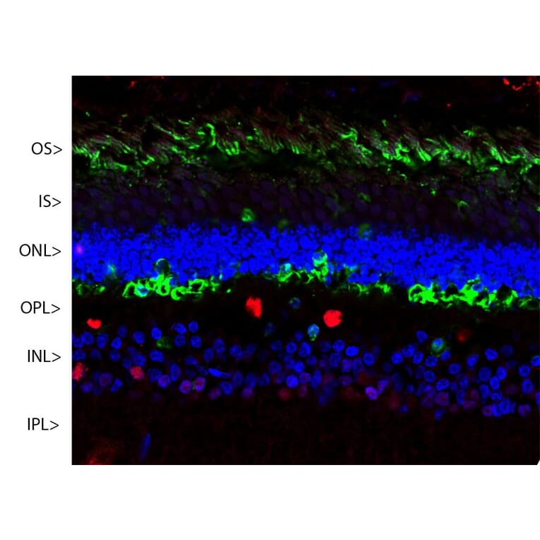Immunofluorescence - Anti-Arrestin 1 Antibody [S128] (A85410) - Antibodies.com