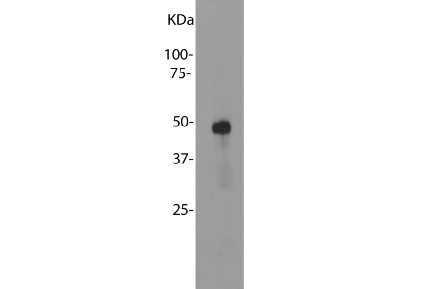 Western Blot - Anti-Arrestin 1 Antibody [S128] (A85410) - Antibodies.com