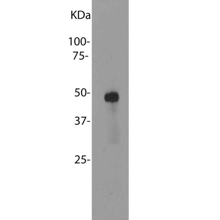 Western Blot - Anti-Arrestin 1 Antibody [S128] (A85410) - Antibodies.com