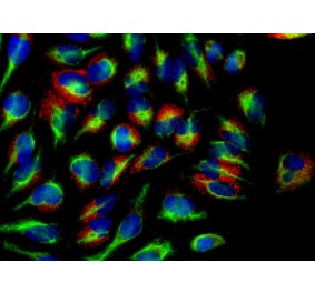 Immunofluorescence - Anti-Calreticulin Antibody (A85411) - Antibodies.com