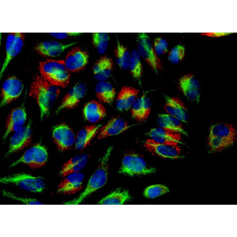 Immunofluorescence - Anti-Calreticulin Antibody [6C6] (A85411) - Antibodies.com