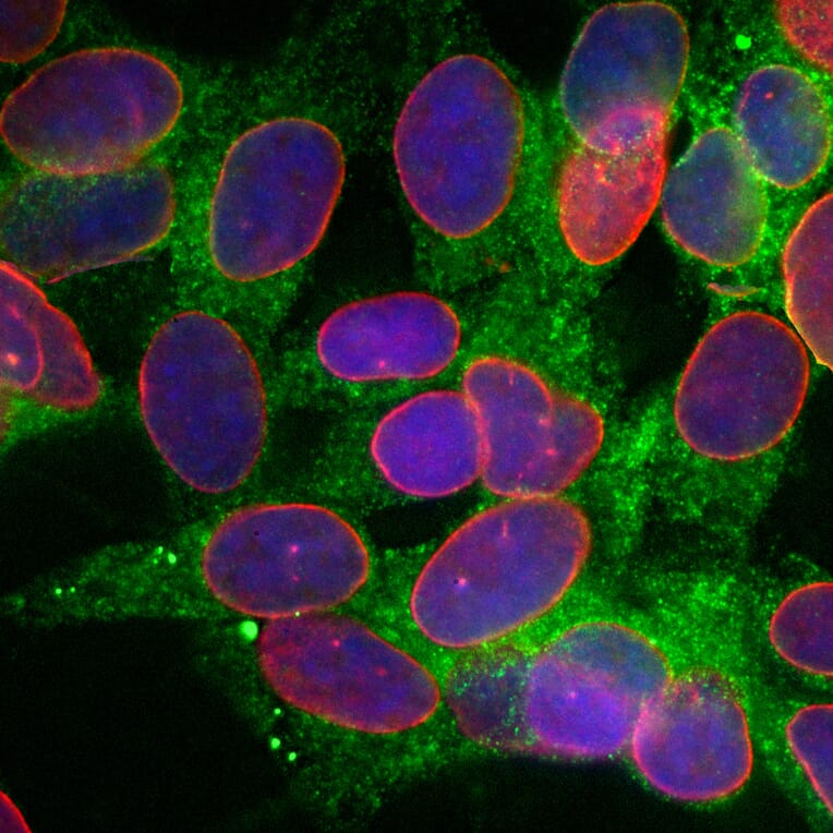 Immunofluorescence - Anti-Calreticulin Antibody [6C6] (A85411) - Antibodies.com