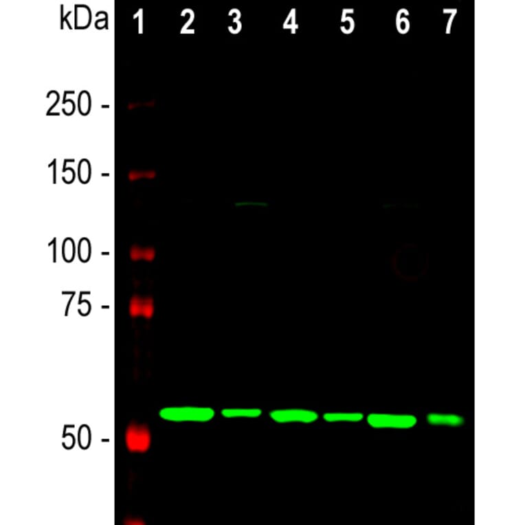 Western Blot - Anti-Calreticulin Antibody [6C6] (A85411) - Antibodies.com