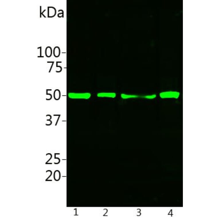 Western Blot - Anti-Calreticulin Antibody [6C6] (A85411) - Antibodies.com