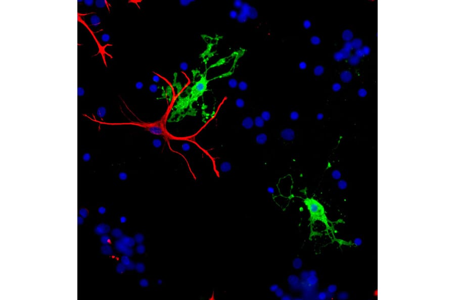 Immunofluorescence - Anti-CNPase Antibody (A85412) - Antibodies.com
